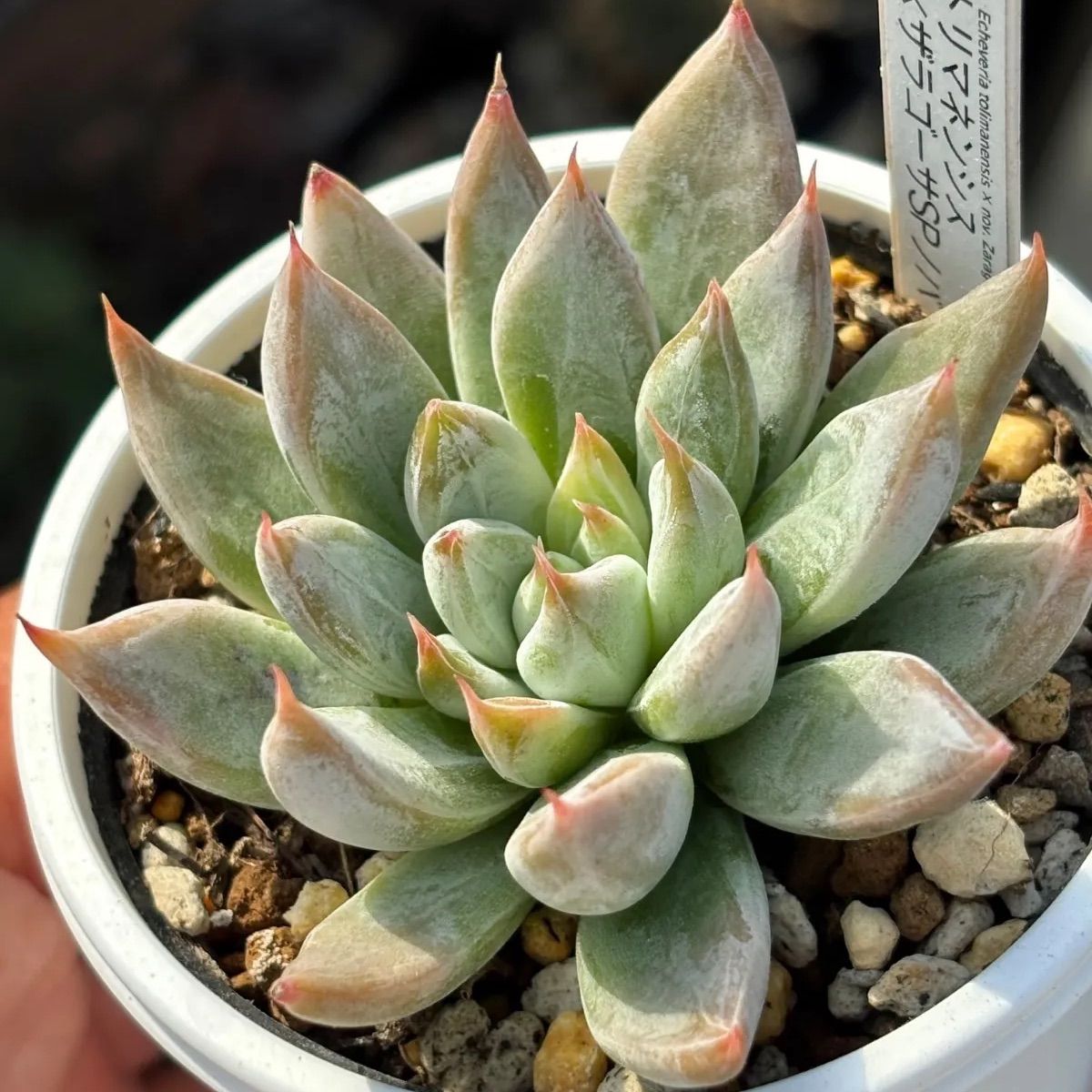 多肉植物　おらいさん　ザラゴーサspノバ　速達付き ☆人気レア品種！☆トリマネンシス×ザラゴーサSPノバ 多肉植物 （抜き