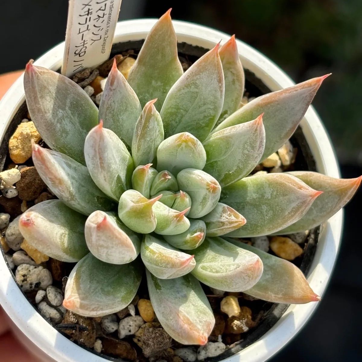 ☆人気レア品種！☆トリマネンシス×ザラゴーサSPノバ 多肉植物 （抜き