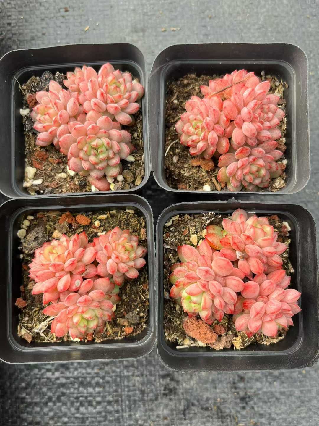 Z45×54苗イチゴジャム 新入荷 抜き苗 多肉植物 詰め合わせ