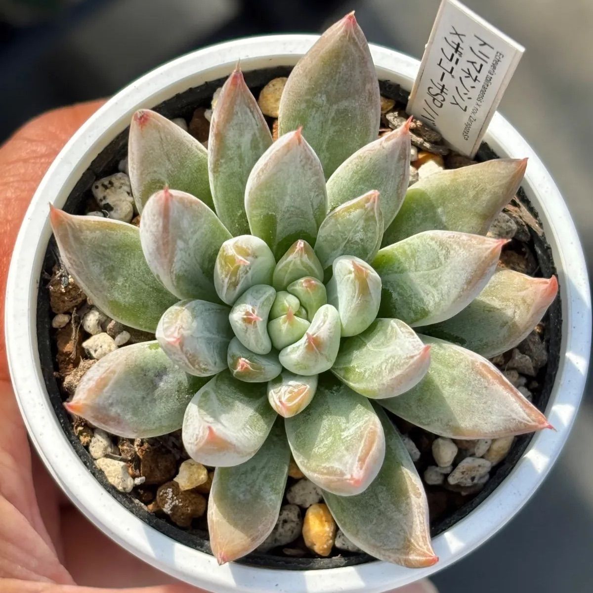 ☆人気レア品種！☆トリマネンシス×ザラゴーサSPノバ 多肉植物 （抜き