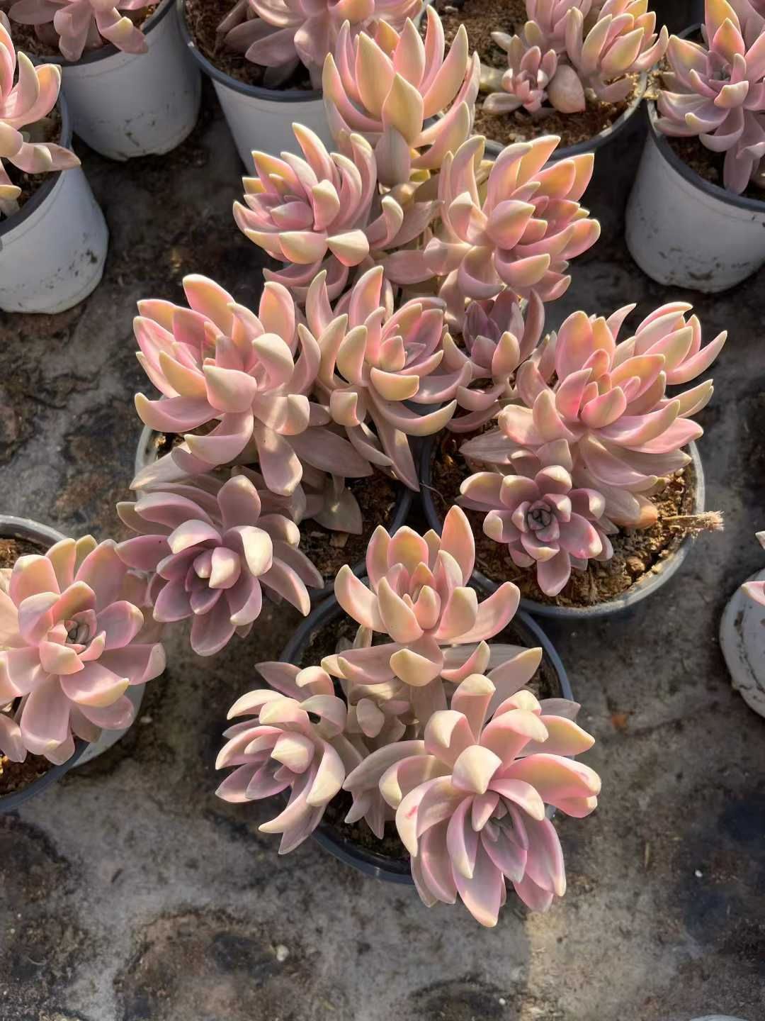 Z47×24苗 プディング錦 新入荷 抜き苗 多肉植物 詰め合わせ