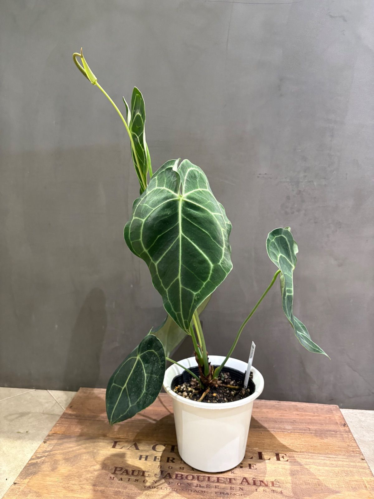 アンスリウム クラリネルビウム5号 - メルカリ