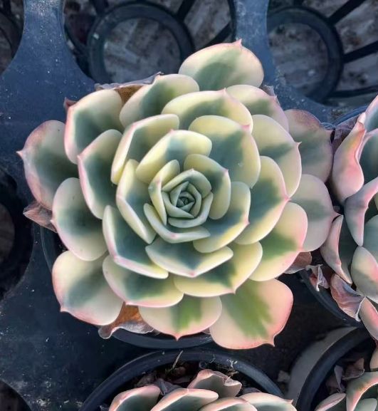 18#多肉植物アエオニウム錦❤️シャネル 变異夕焼け❤️1大頭9つ子芽16cm拔き苗 18#多肉植物アエオニウム錦❤️シャネル 变異夕焼け❤️1大頭9つ子芽