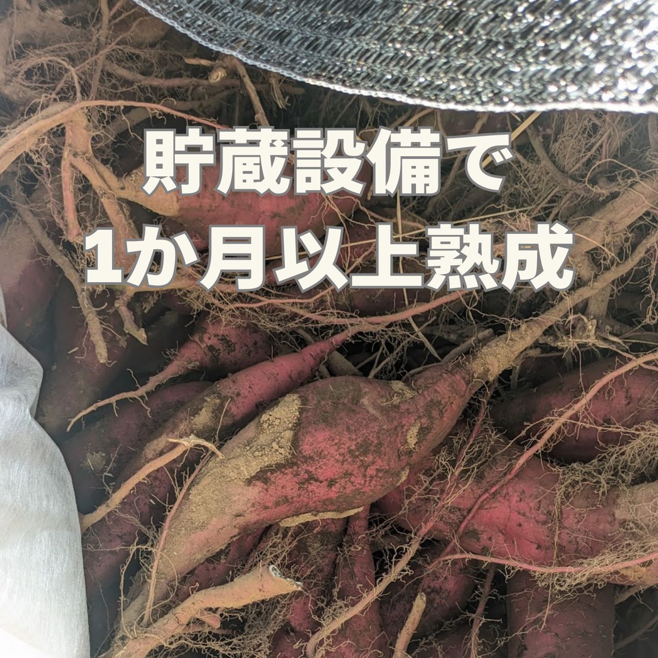 訳あり】熟成紅はるか約5kg 農薬不使用 千葉県産 - メルカリ