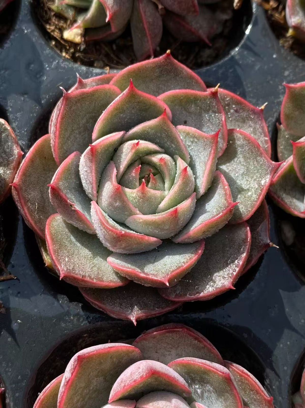 XP27×72苗 ピンクブルーバード 土付き 新入荷 多肉植物 詰め合わせ