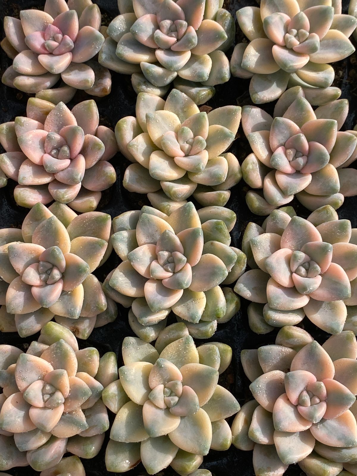 XP29×50苗 美杏錦 土付き 新入荷 多肉植物 詰め合わせ エケベリア