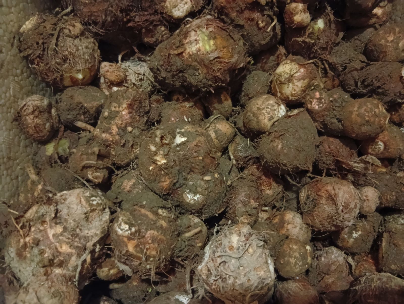 岐阜県産 里芋 約1kg 土付き 農薬不使用 - メルカリ