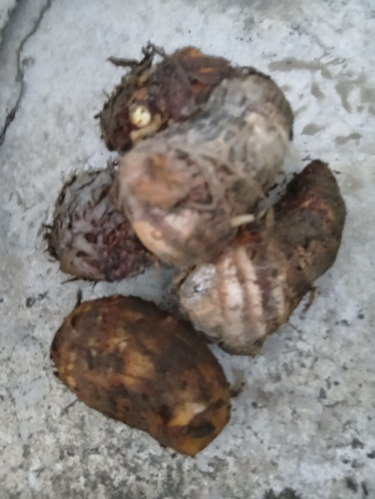 岐阜県産 里芋 約1kg 土付き 農薬不使用 - メルカリ