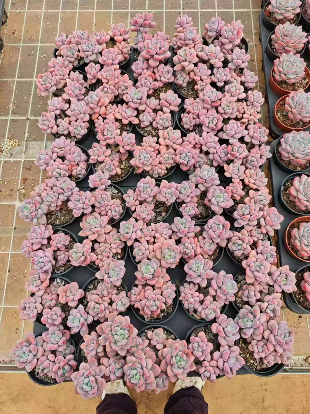 新規オープン記念 桜ローシン×18株 多肉植物 エケベリア セダム