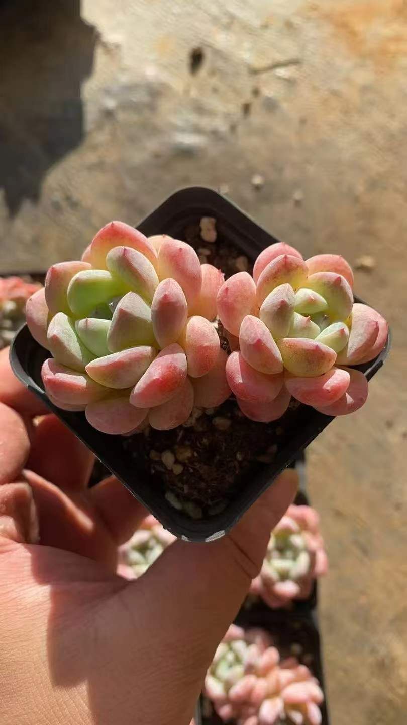 新規オープン記念 ピンクドリーム2頭×50株 多肉植物 エケベリア セダム アエオニウム 韓国苗 寄せ植え 詰め合わせ RC2171