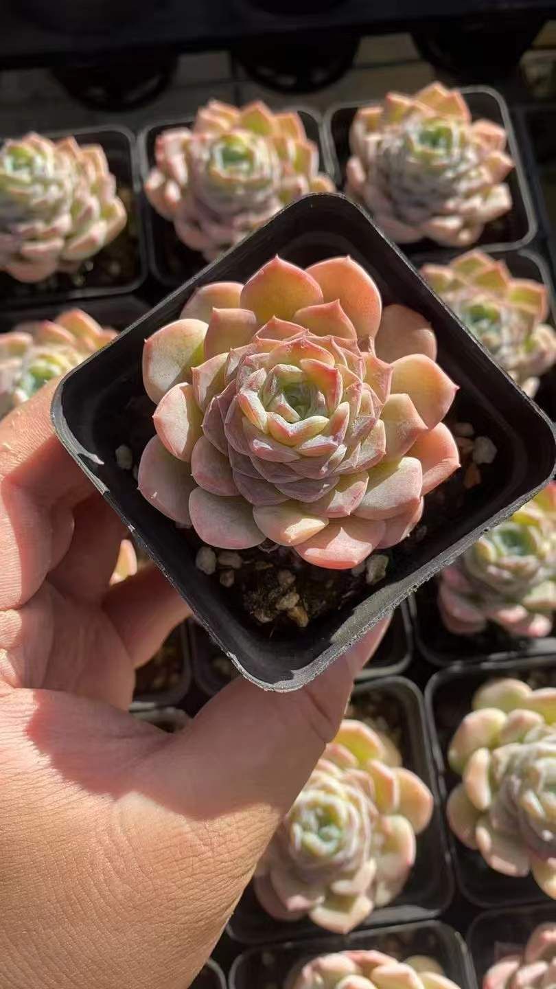 新規オープン記念 スノーフェース×50株 多肉植物 エケベリア セダム