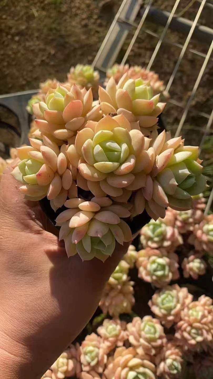 新規オープン記念 ピンクローズ(6頭～7頭)×18株 多肉植物 エケベリア