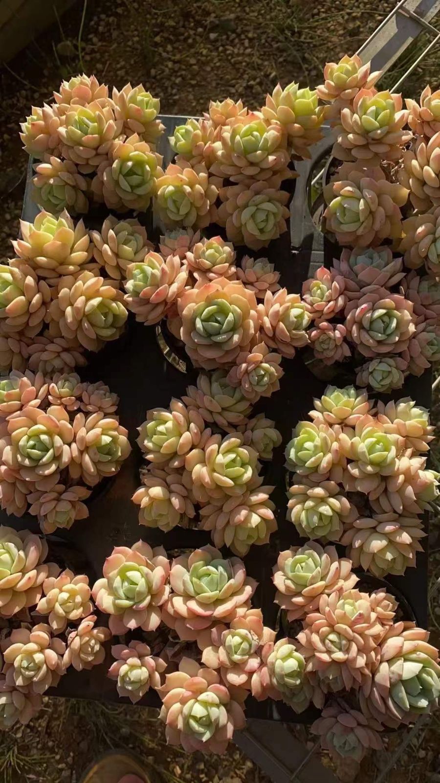 新規オープン記念 ピンクローズ(6頭～7頭)×18株 多肉植物 エケベリア