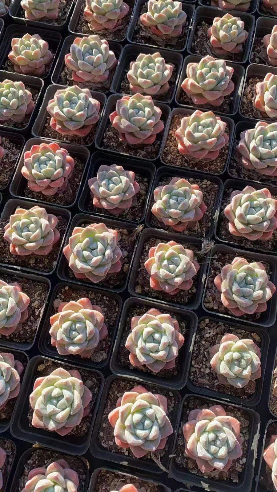 テニス 23.5cm ヨネックス パワークッション ソニケージ 3 メン GC 新規オープン記念 アイスグリーン単頭×50株 多肉植物 エケベリア