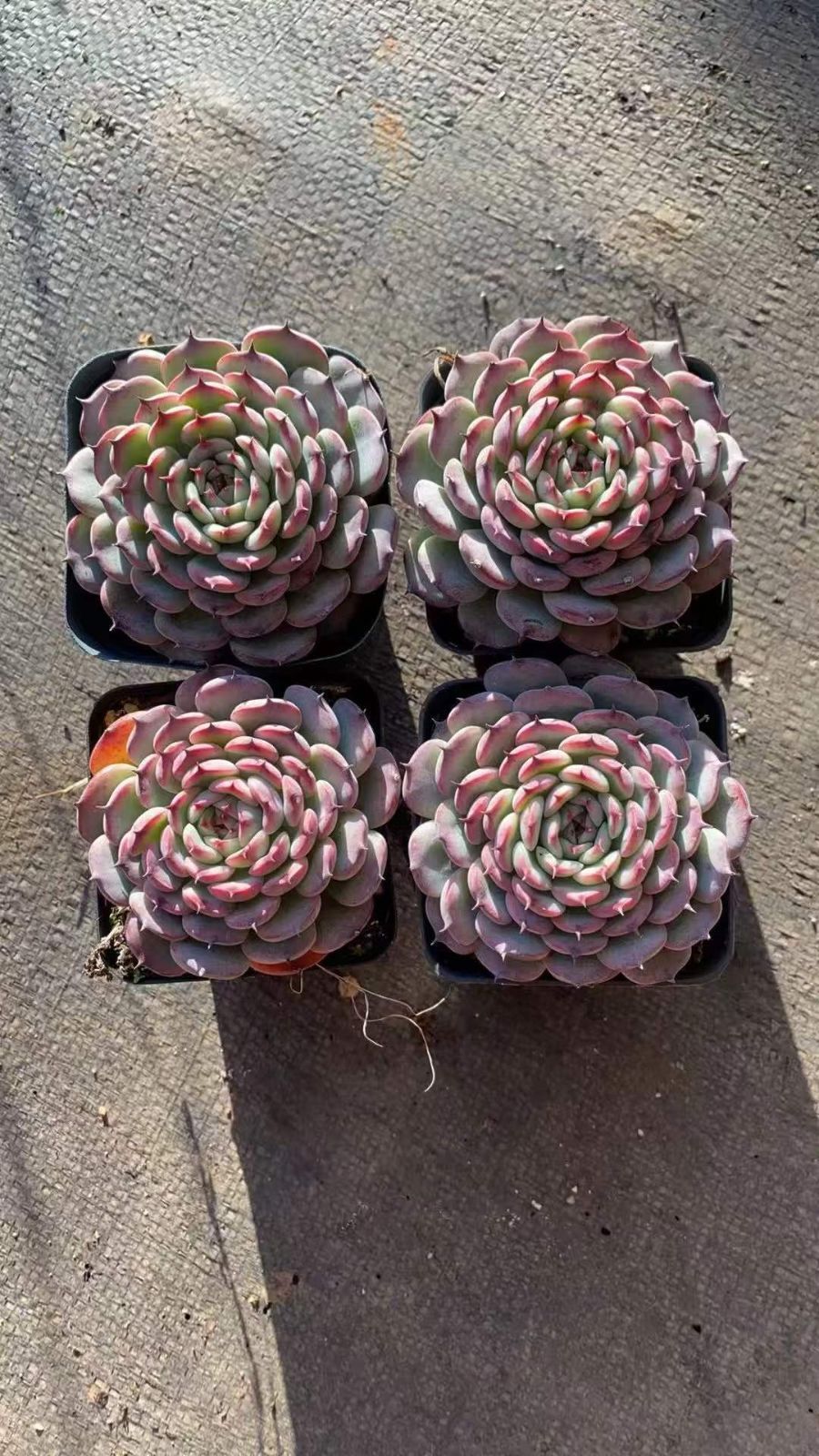 10点おまとめ 着ぐるみジョーズ君サコシュ コヤンイサムチョン 三毛猫