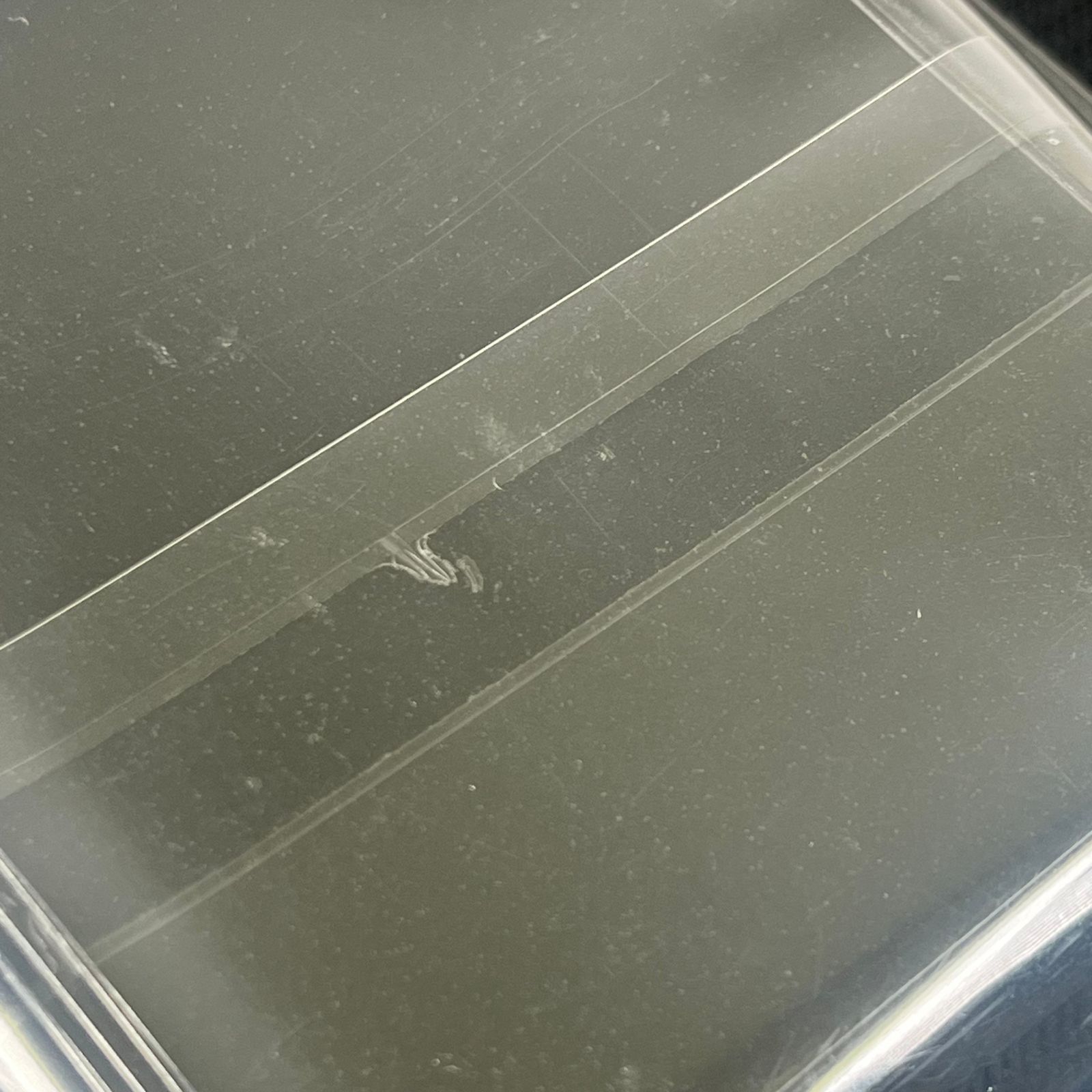 遊戯王 デュエリストカードプロテクター スリーブ ヴァルモニカ