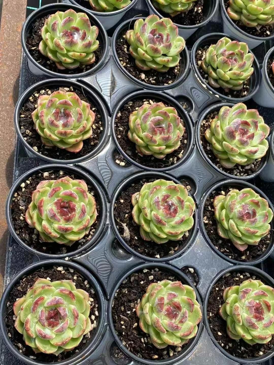 新規オープン記念 クリスマス×30株 多肉植物 エケベリア セダム