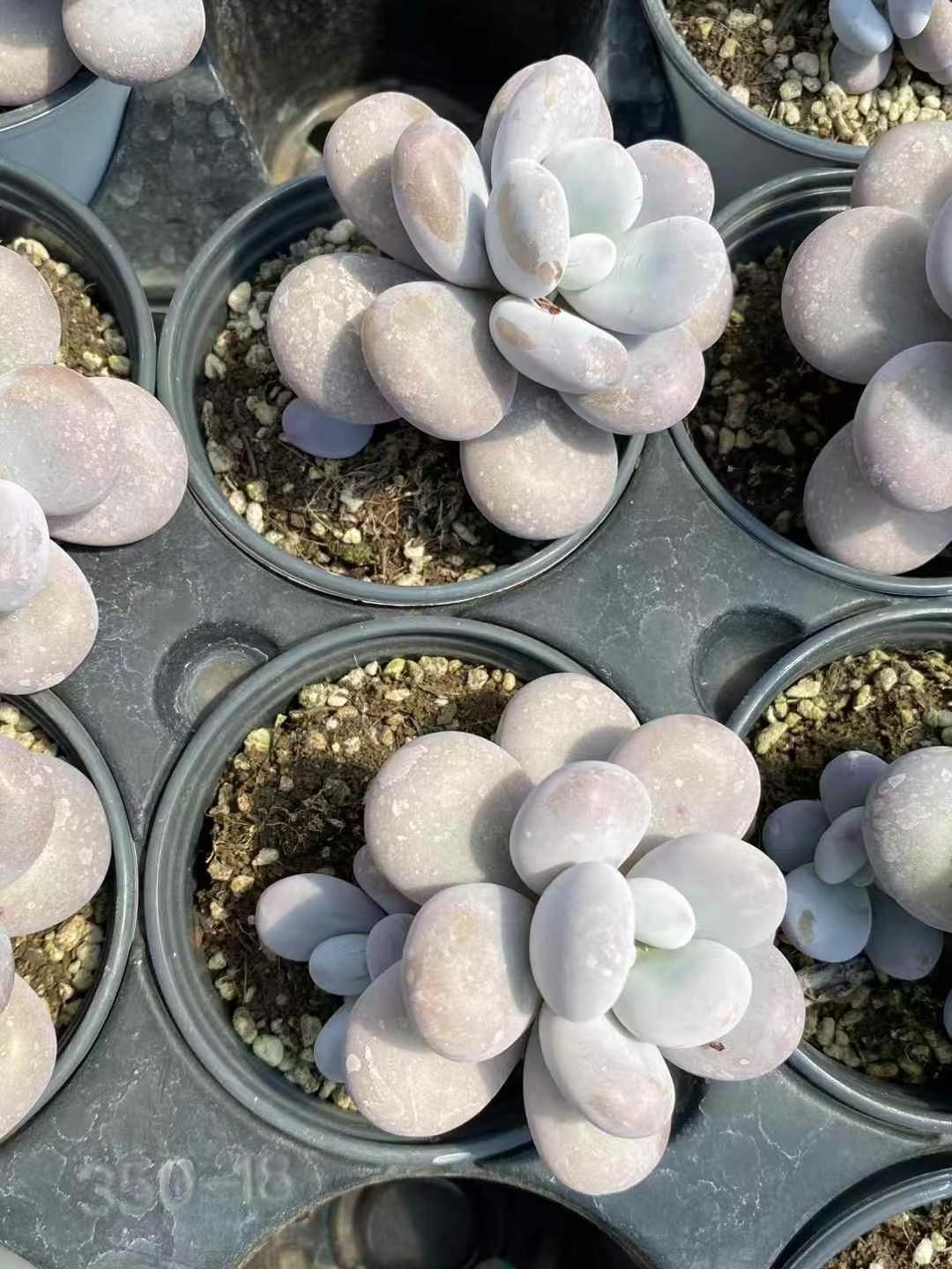 新規オープン記念 グラプトペタルム?アメジスチヌム×18株 多肉植物