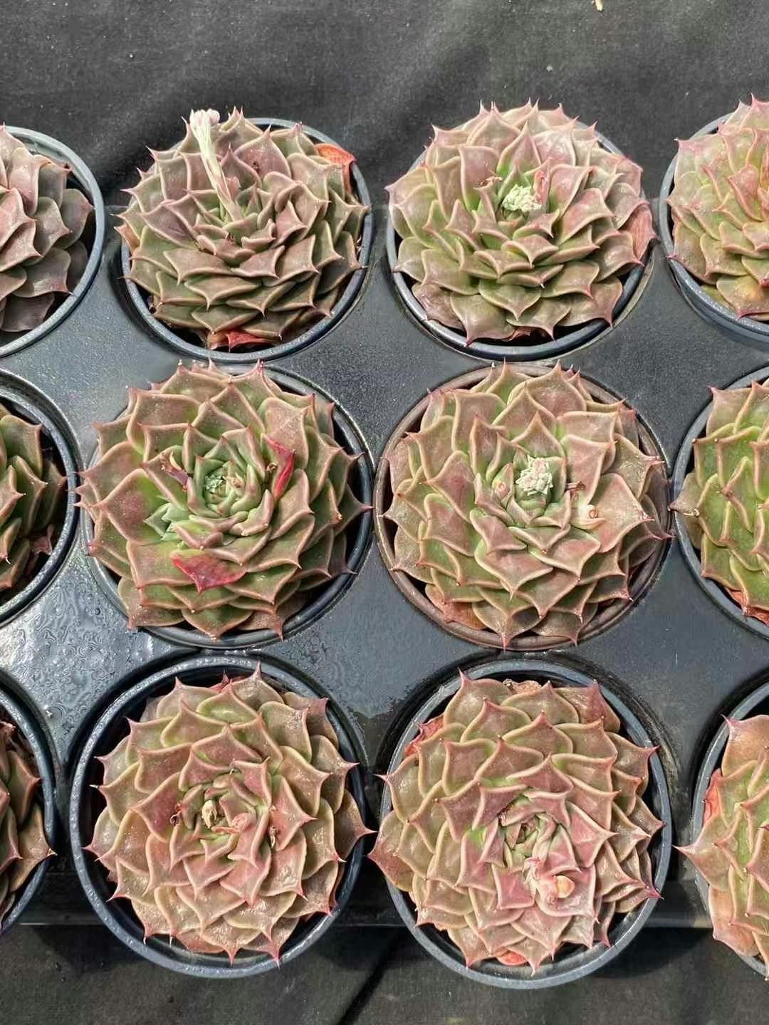 新規オープン記念 焙茶蓮（ほうじれん）×18株 多肉植物 エケベリア