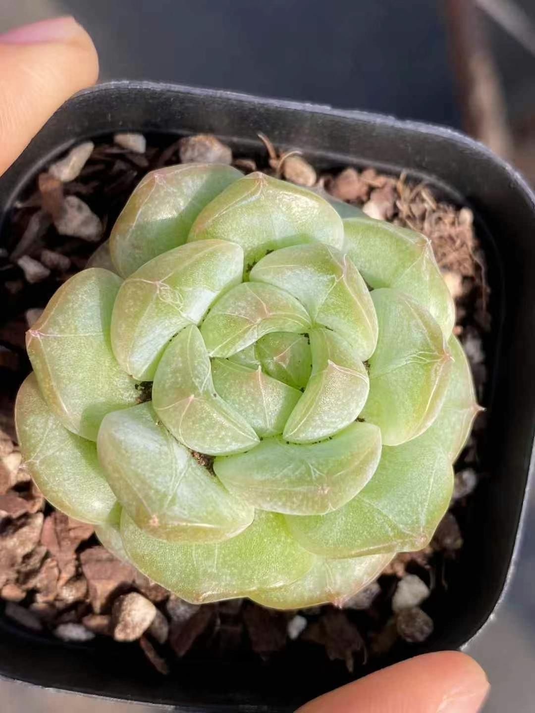 新規オープン記念 飴心（浅い緑）×24株 多肉植物 エケベリア セダム