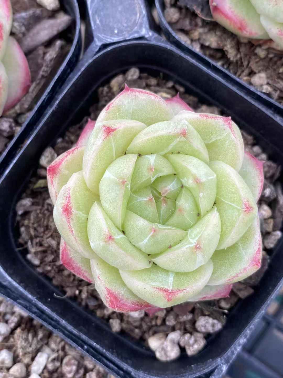 新規オープン記念 レッドエッジ×15株 多肉植物 エケベリア セダム