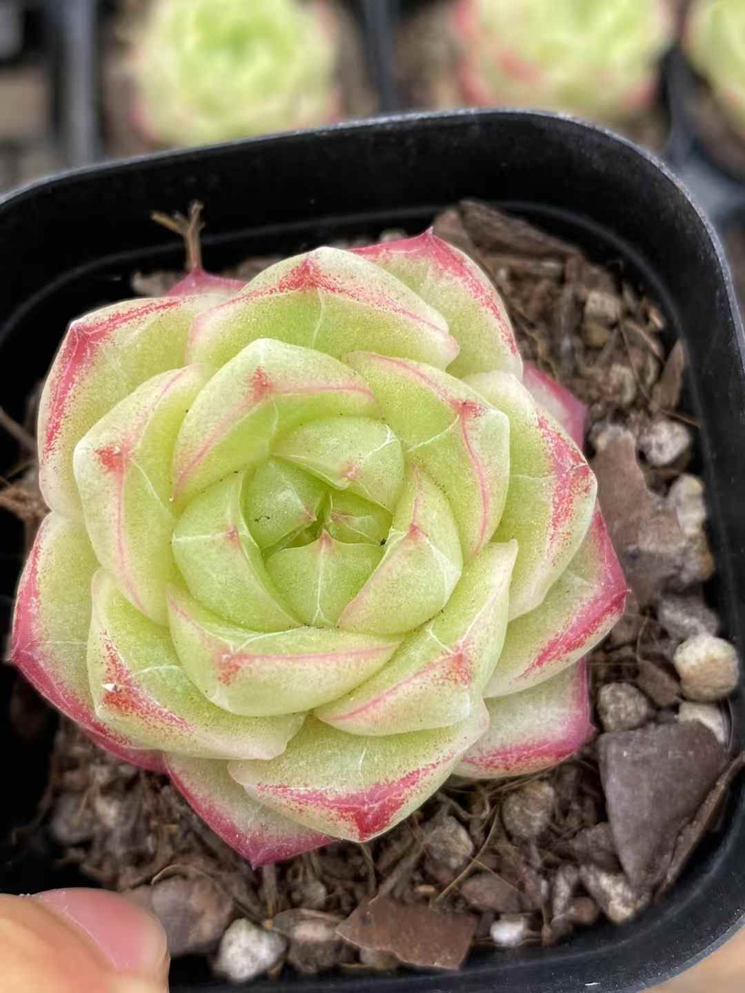新規オープン記念 レッドエッジ×15株 多肉植物 エケベリア セダム