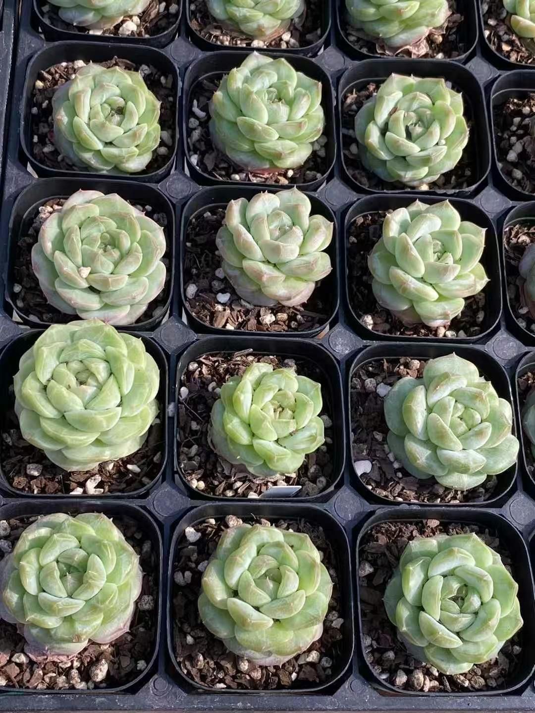 エケベリア・セダム TOPSUCCULENT mi 新規オープン記念 飴心（浅い緑）×24株 多肉植物 エケベリア セダム