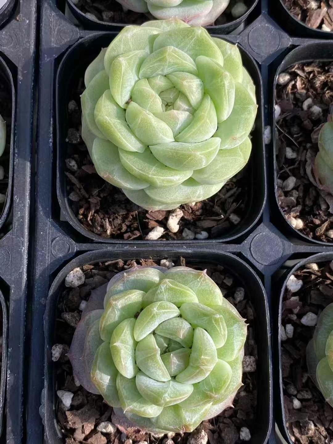 新規オープン記念 飴心（浅い緑）×24株 多肉植物 エケベリア セダム