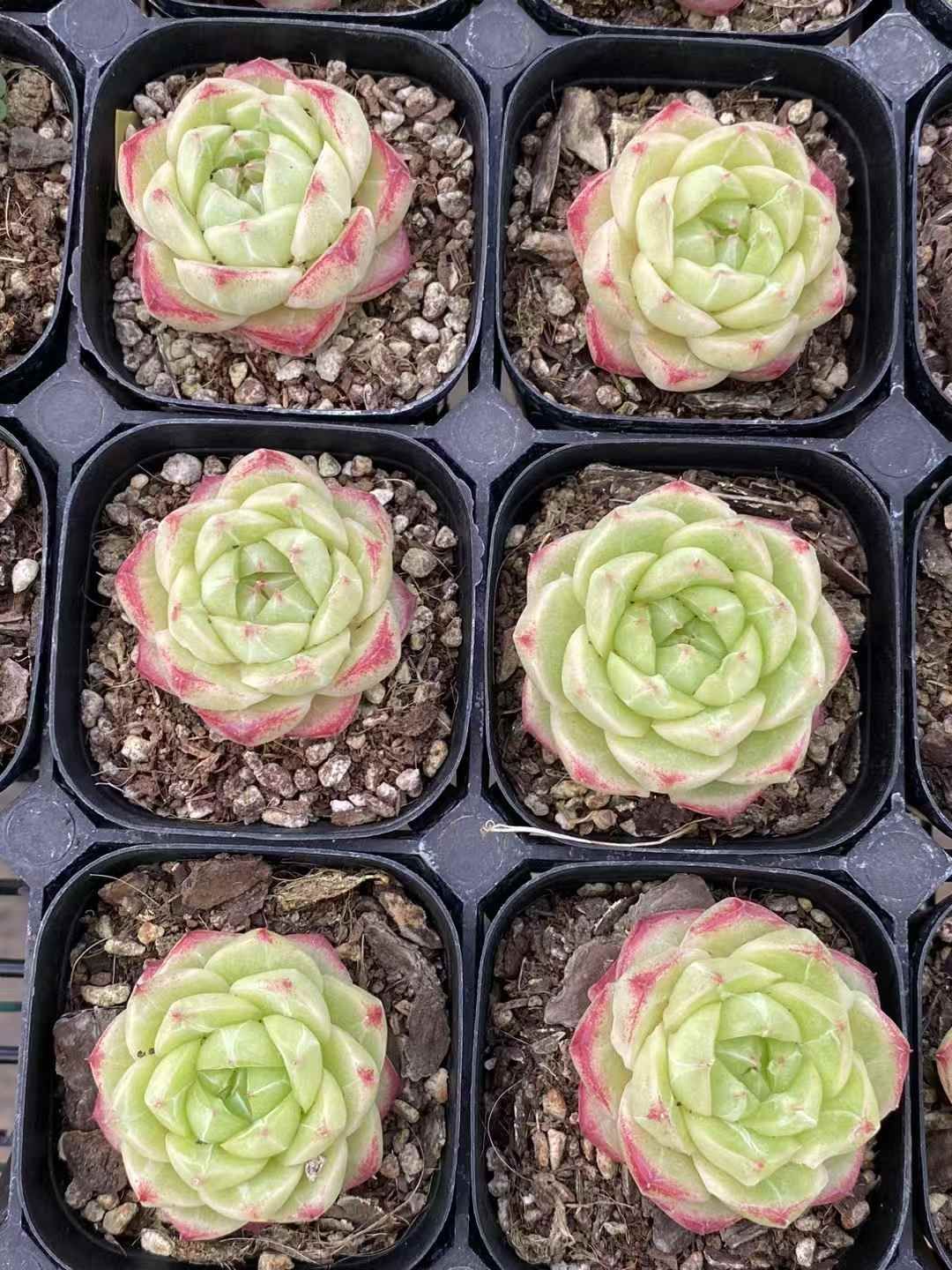 新規オープン記念 レッドエッジ×15株 多肉植物 エケベリア セダム