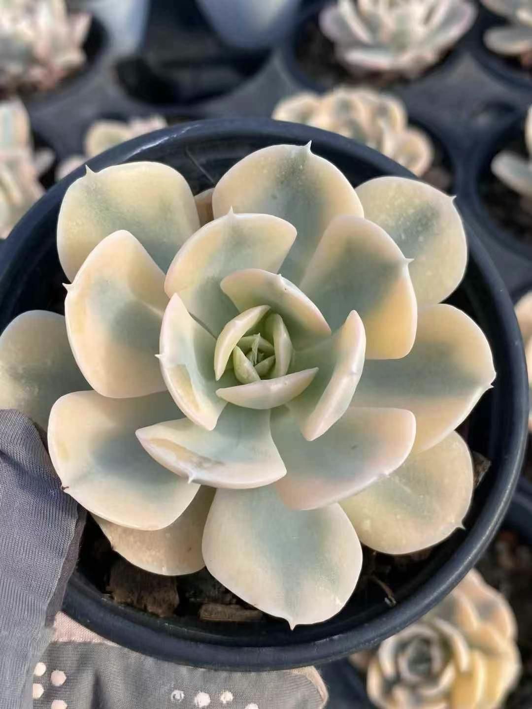 88#多肉植物アエオニウム錦❤️白月光❤️7頭29cm拔き苗 新規オープン記念 ルンヨニー錦×18株 多肉植物 エケベリア セダム