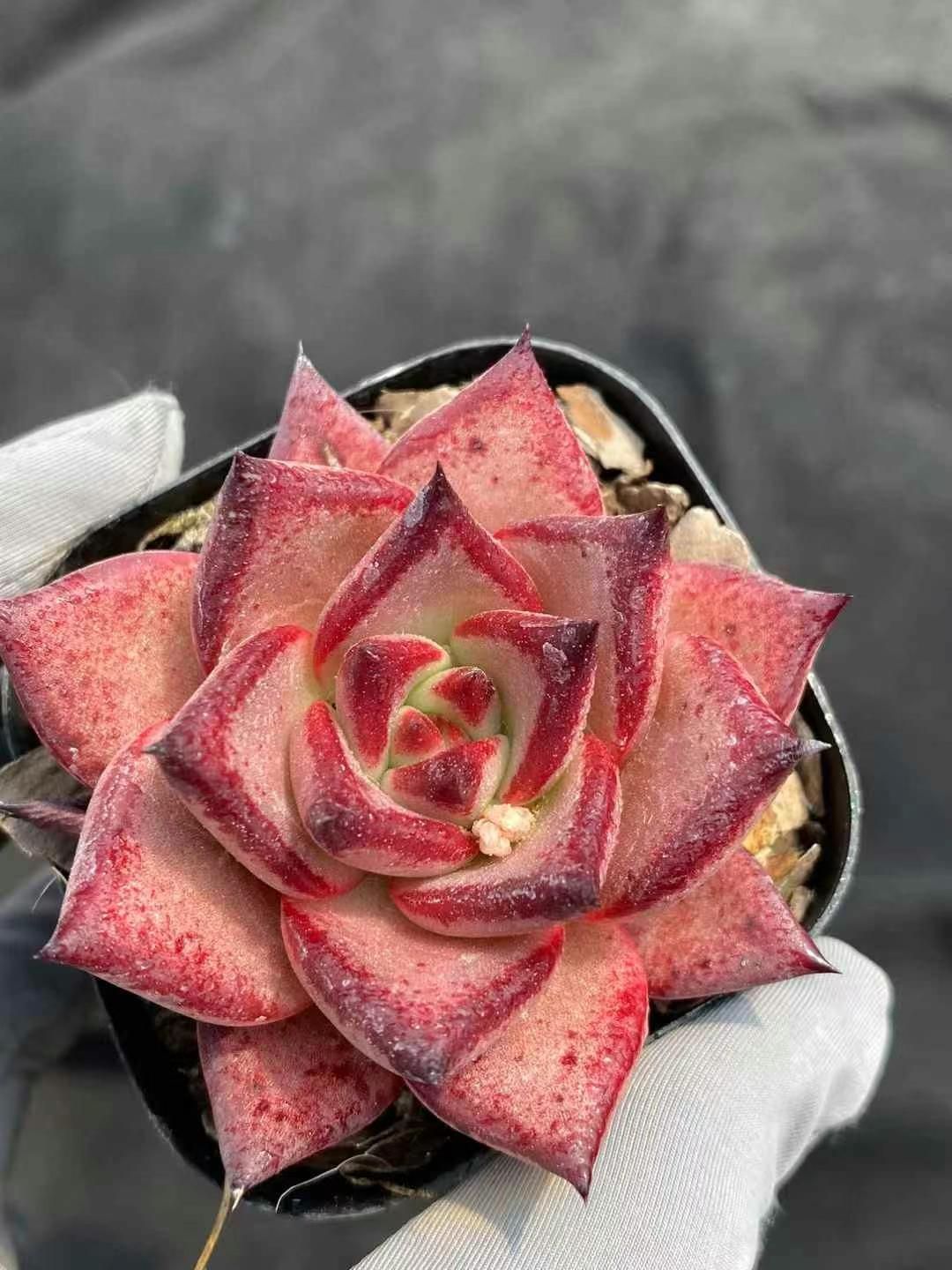 新規オープン記念 ロメオ×50株 多肉植物 エケベリア セダム