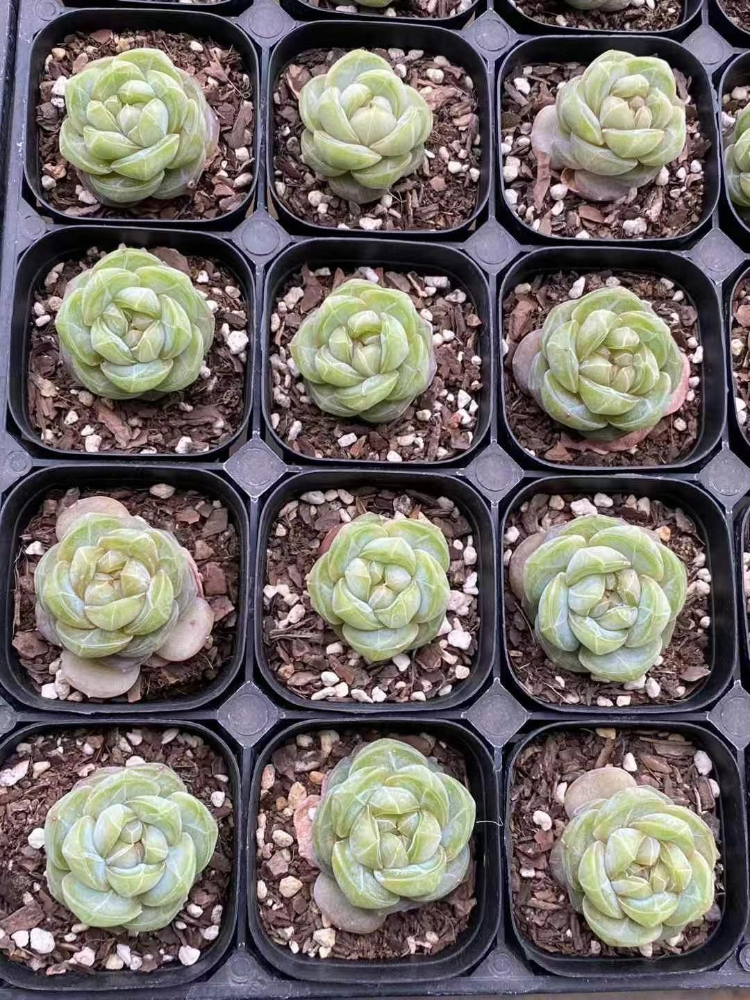 新規オープン記念 白い恋人×15株 多肉植物 エケベリア セダム