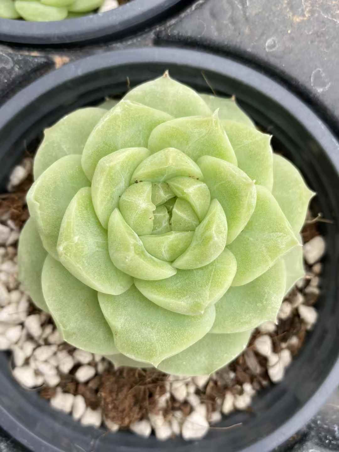 新規オープン記念 月白蓮（げっぱくれん）×15株 多肉植物 エケベリア セダム アエオニウム 韓国苗 寄せ植え 詰め合わせ MY147