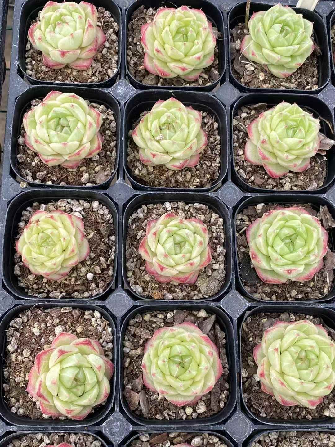 Top【選抜株】多肉植物　26429アエオニウム　レッドフジ24個　鉢無し/脱土 新規オープン記念 レッドポイント×50株 多肉植物 エケベリア セダム
