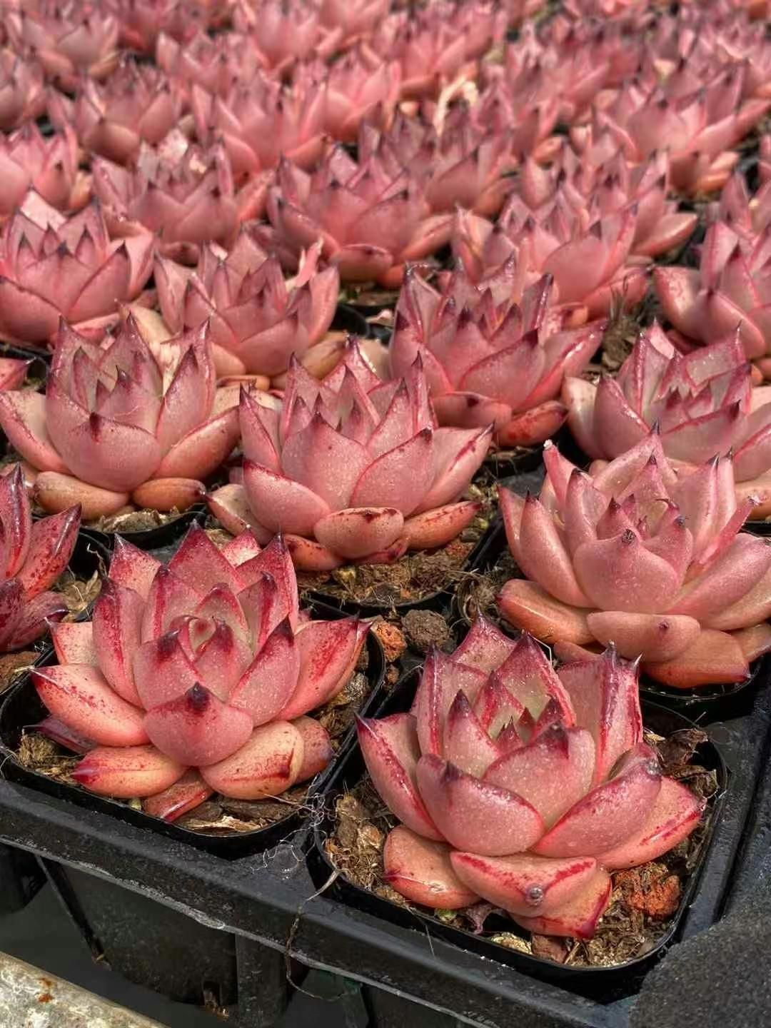 新規オープン記念 ロメオ×50株 多肉植物 エケベリア セダム