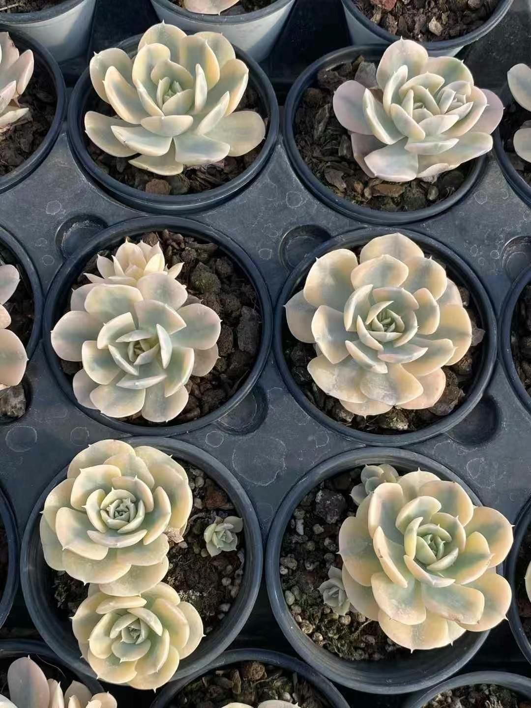 新規オープン記念 ルンヨニー錦×18株 多肉植物 エケベリア セダム