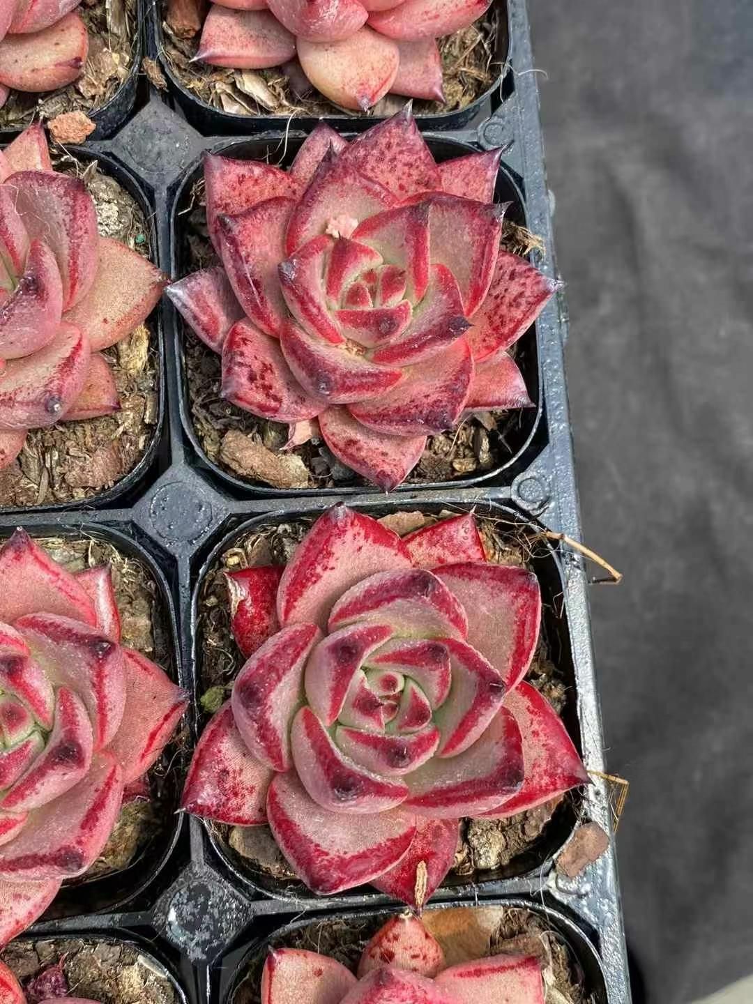 新規オープン記念 ロメオ×50株 多肉植物 エケベリア セダム