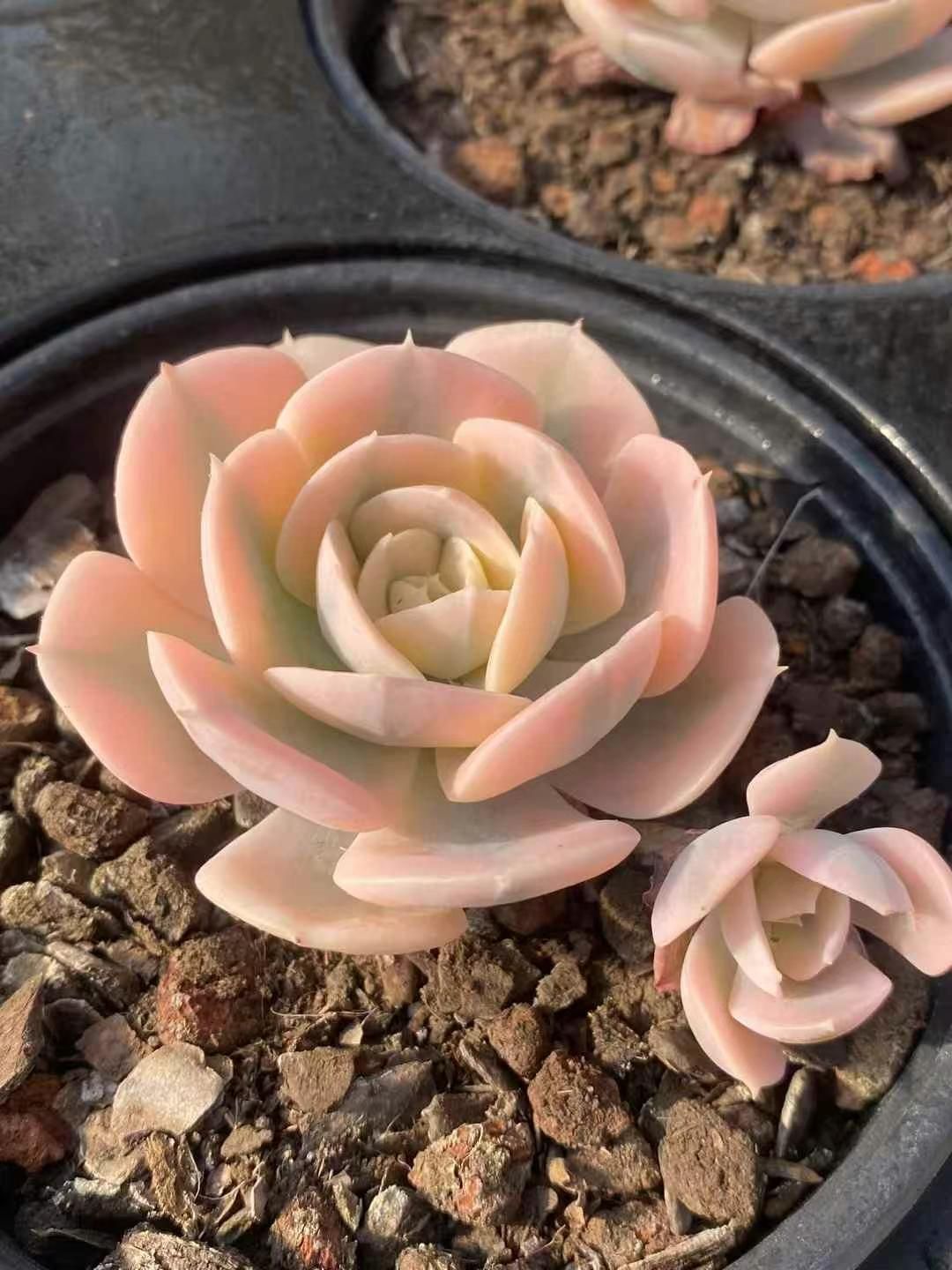 新規オープン記念 ルンヨニー錦×15株 多肉植物 エケベリア セダム