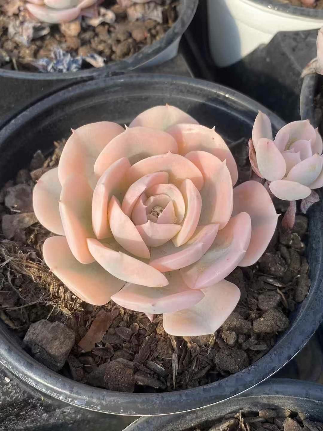 新規オープン記念 ルンヨニー錦×15株 多肉植物 エケベリア セダム