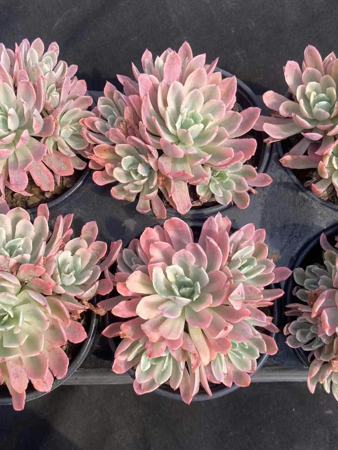 新規オープン記念 花車錦×8株 多肉植物 エケベリア セダム