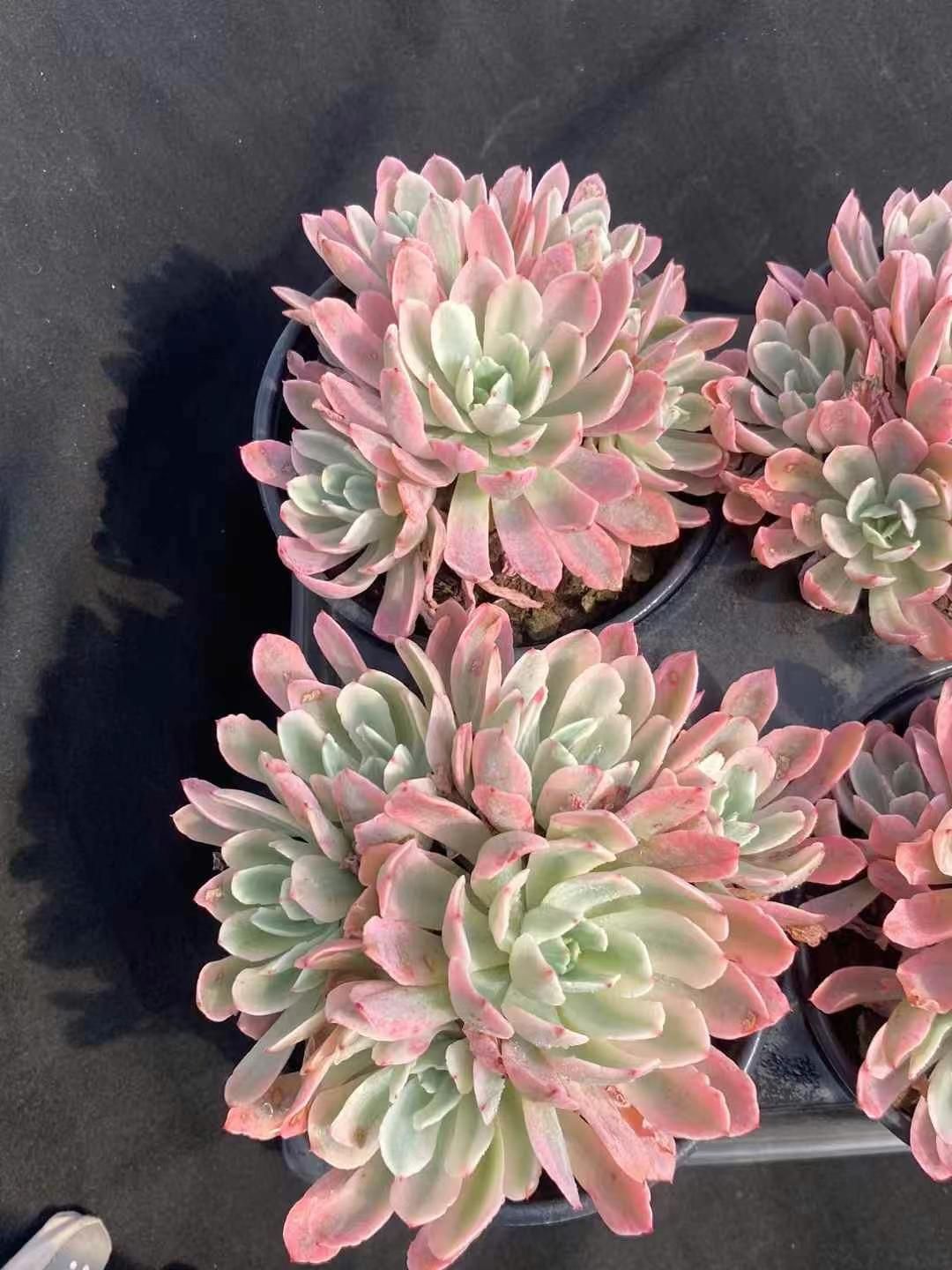 新規オープン記念 花車錦×8株 多肉植物 エケベリア セダム