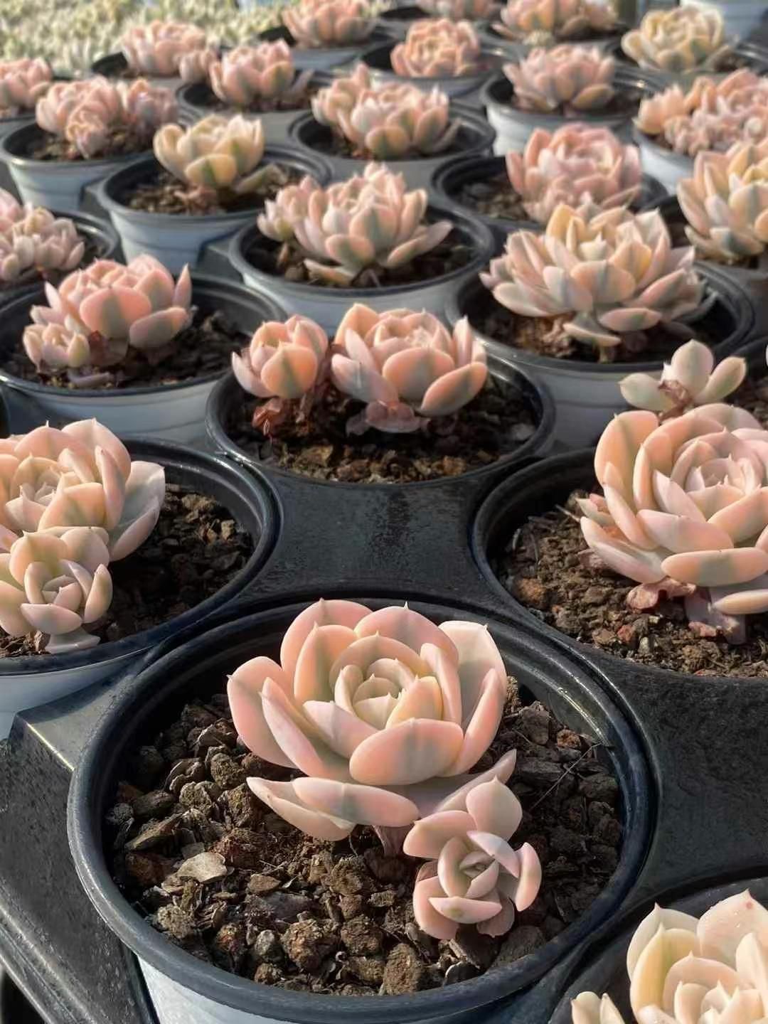 新規オープン記念 ルンヨニー錦×15株 多肉植物 エケベリア セダム