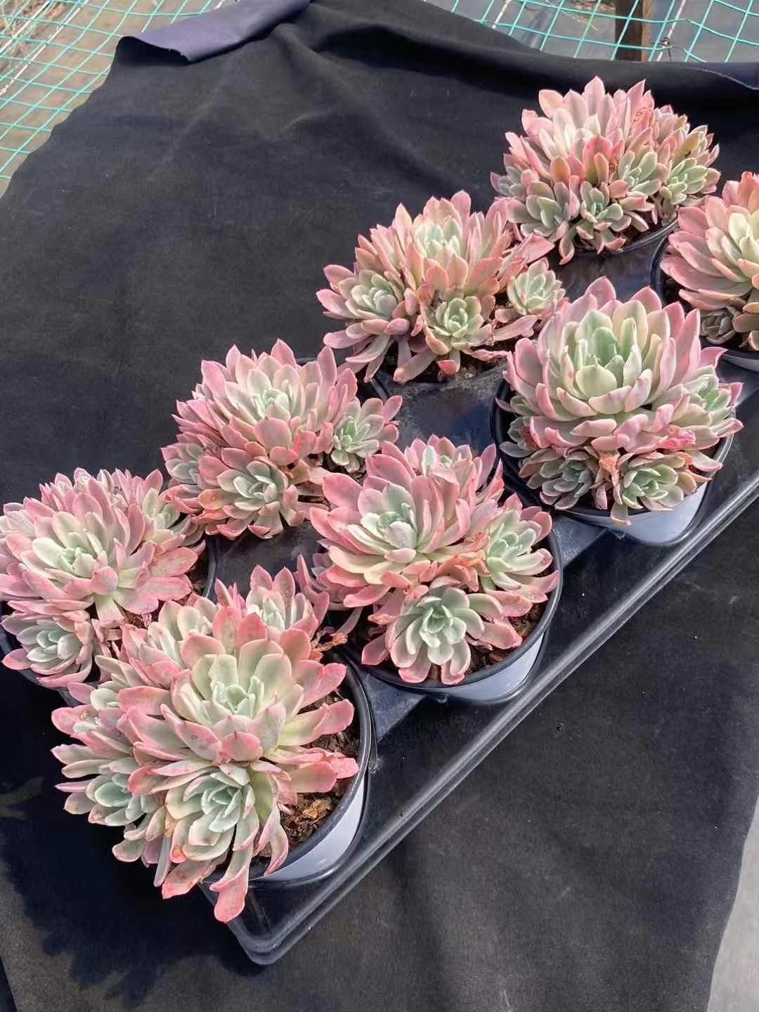 新規オープン記念 花車錦×8株 多肉植物 エケベリア セダム