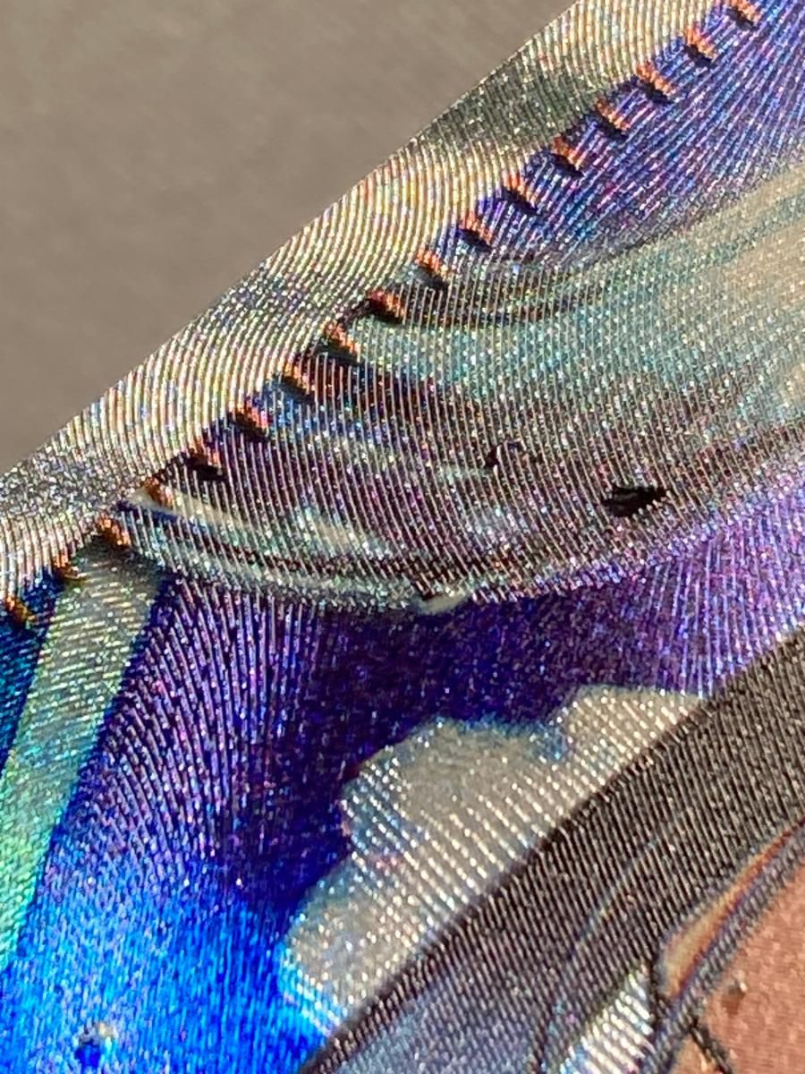 ポケモンカード ポケカ