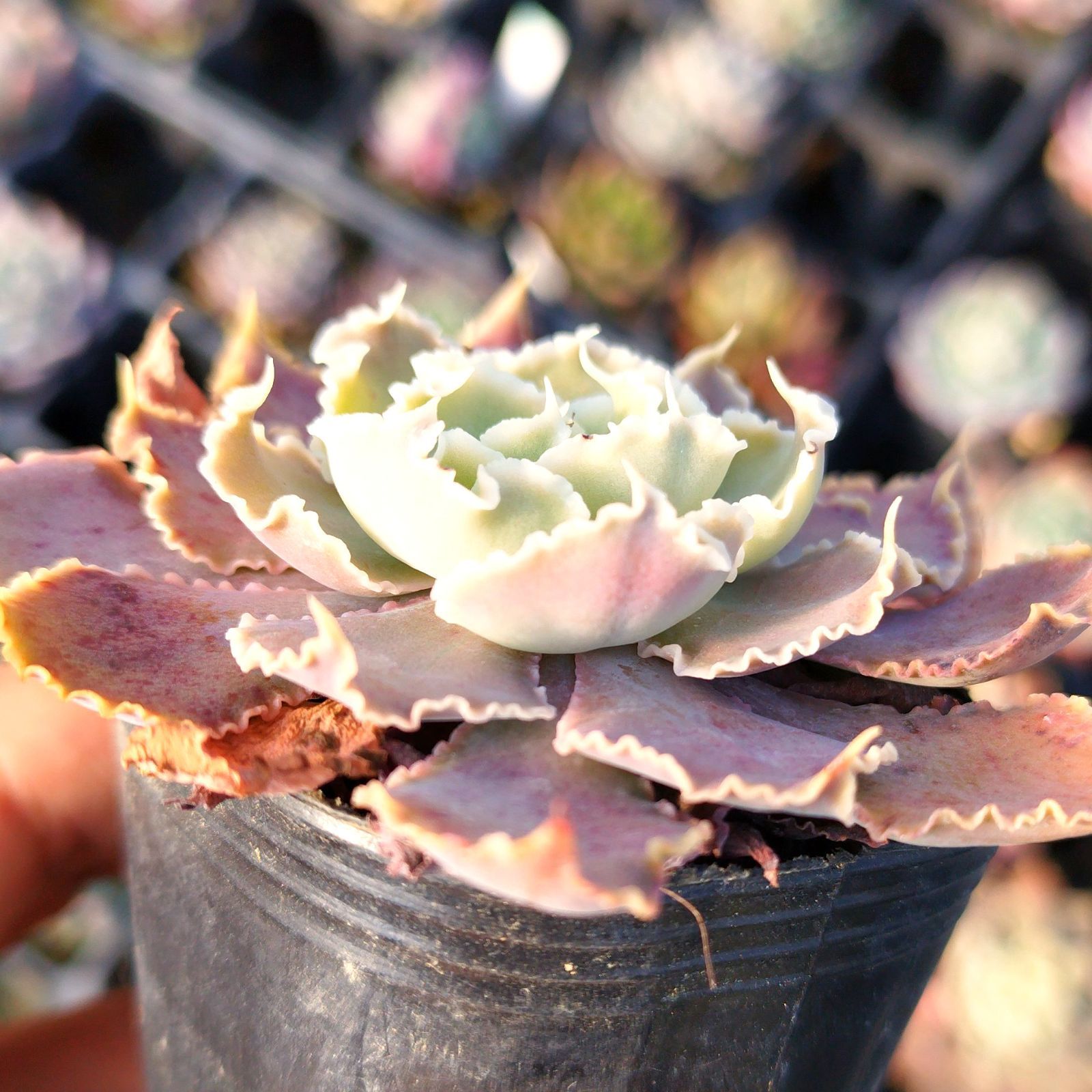 多肉植物 エケベリア シャビアナペレグリナ 実生 抜き苗 - メルカリ