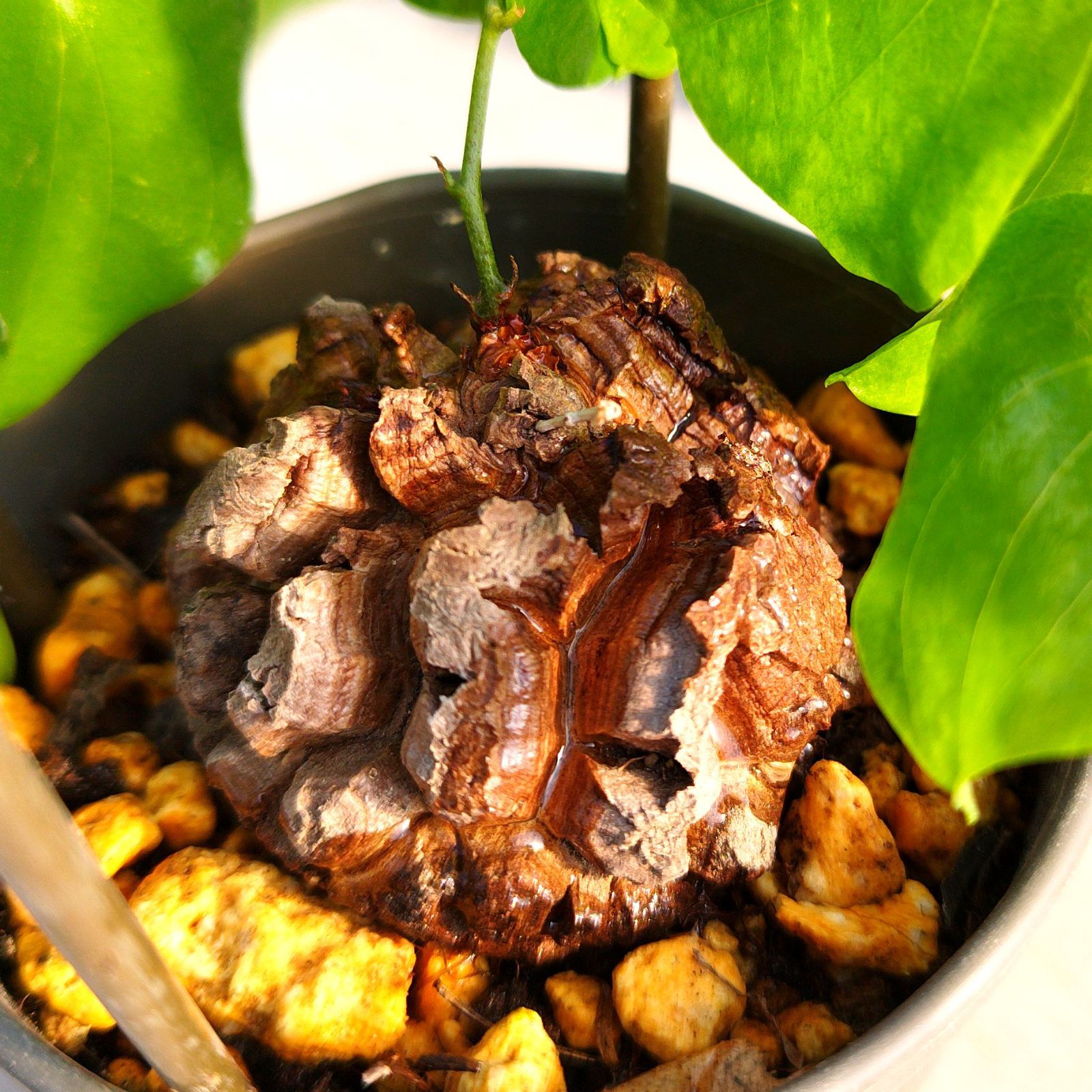 亀甲牡丹 実生 鉢植えメルカリ便送料込み 亀甲牡丹 実生 鉢植えメルカリ便送料込み