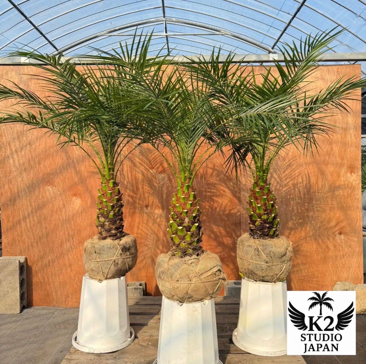 🎄クリスマス限定🎄 フェニックス・ロベレニー 3本立ち3株セット｜極太