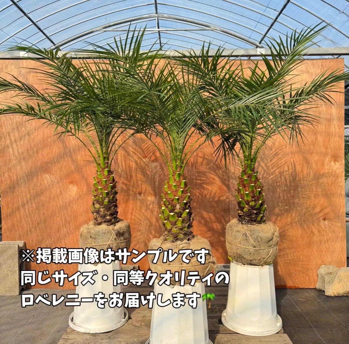フェニックス ロベレニー(３年地植え越冬済み) フェニックス ロベレニー(3年地植え越冬済み)