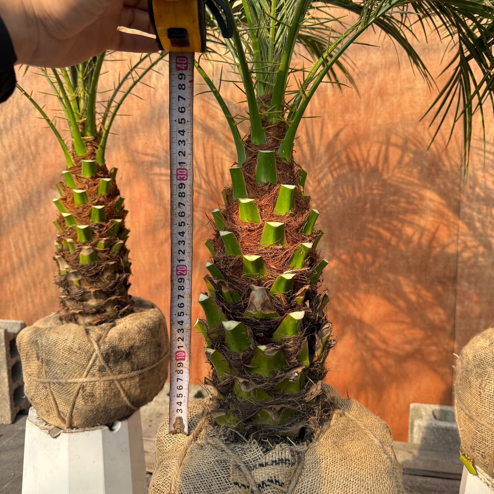 🎄クリスマス限定🎄 フェニックス・ロベレニー 3本立ち3株セット｜極太