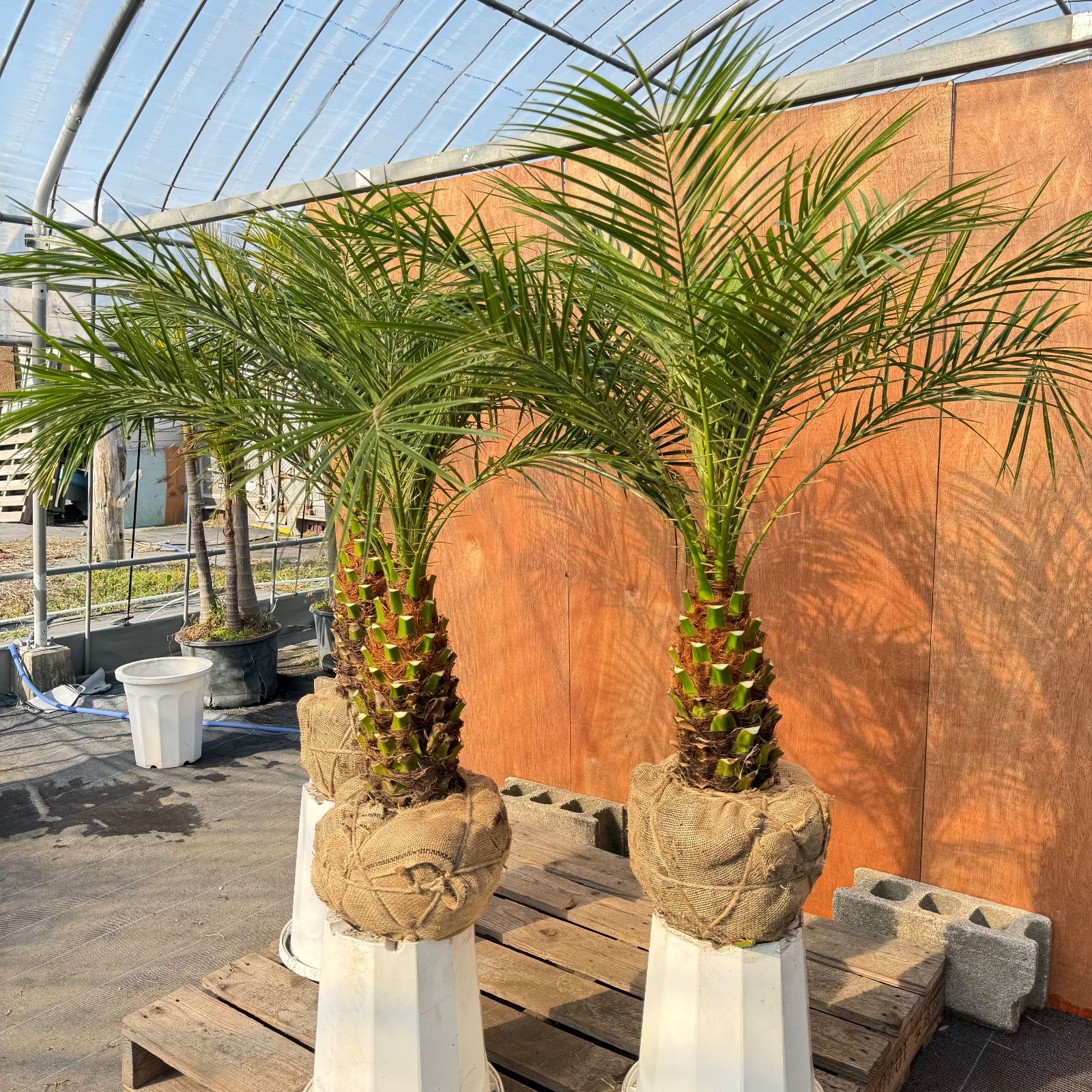 🎄クリスマス限定🎄 フェニックス・ロベレニー 3本立ち3株セット｜極太